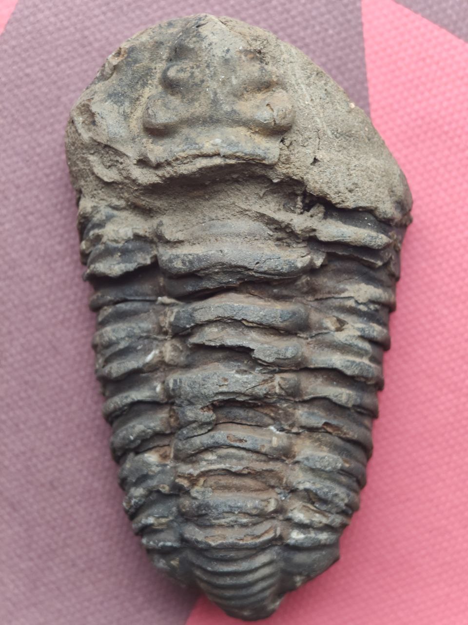 Трилобит, вид 2